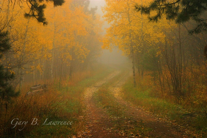 Country Road thru the Mist