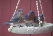 BLUEBIRDS 2