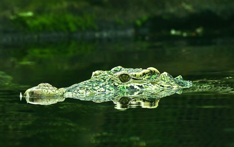 Double croc
