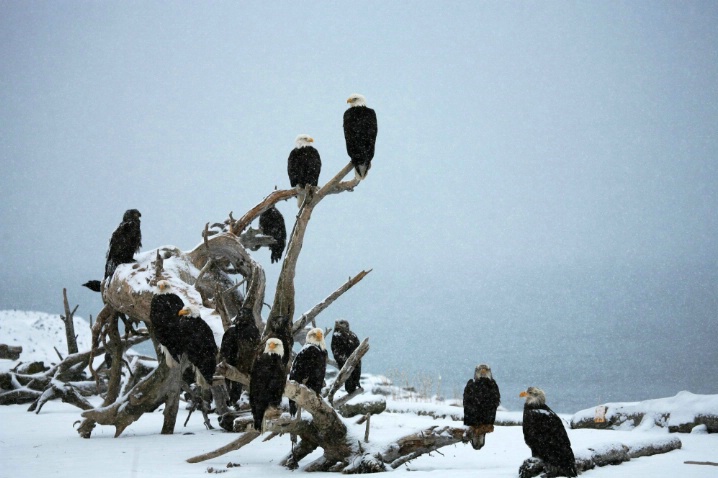 Eagles Perched on Tree