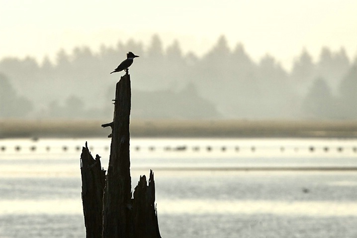 Early Morning on Tillamook Bay - ID: 3260726 © John Tubbs