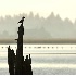 2Early Morning on Tillamook Bay - ID: 3260726 © John Tubbs