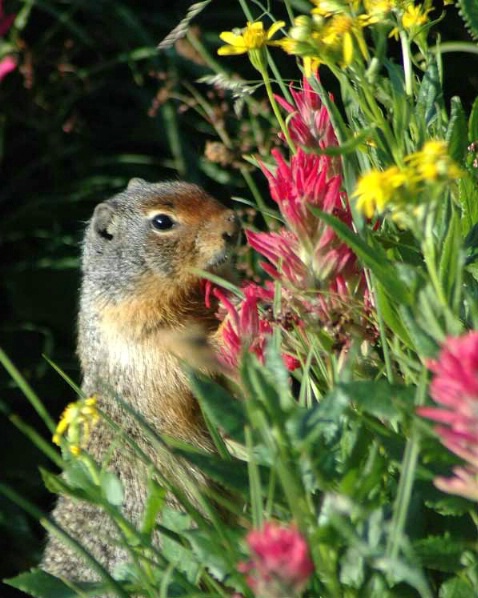Columbian Ground Squirrel - ID: 3261351 © Greg Lessard