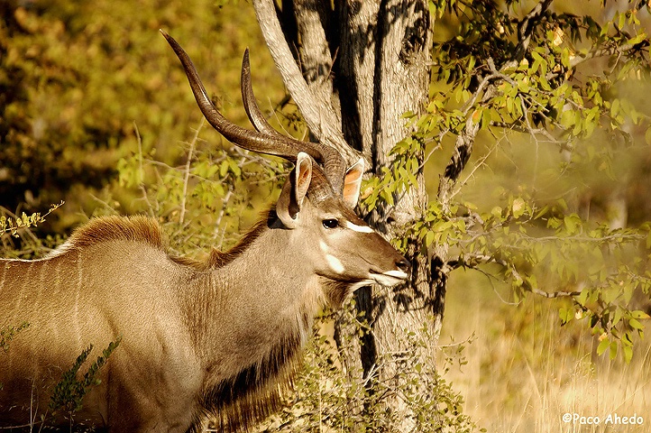 Kudu-Learning the trick of the 480 pix