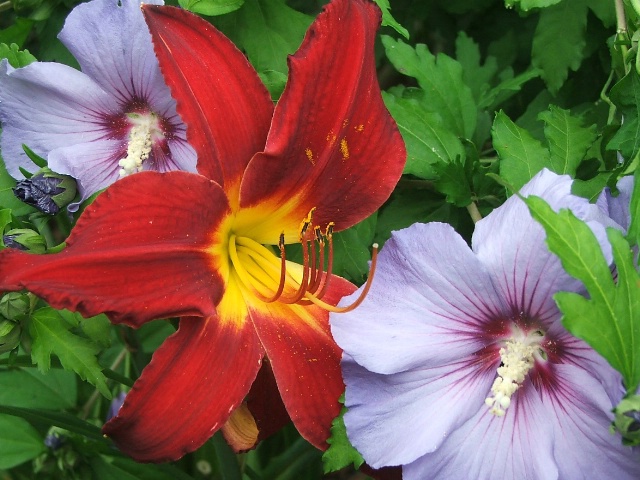 Flower Trio