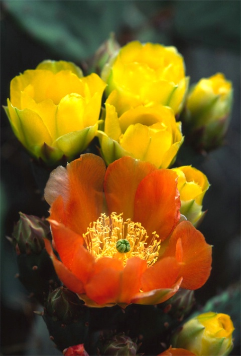 Prickly Pear Blooms - ID: 3265496 © Sherry Karr Adkins