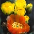 2Prickly Pear Blooms - ID: 3265496 © Sherry Karr Adkins