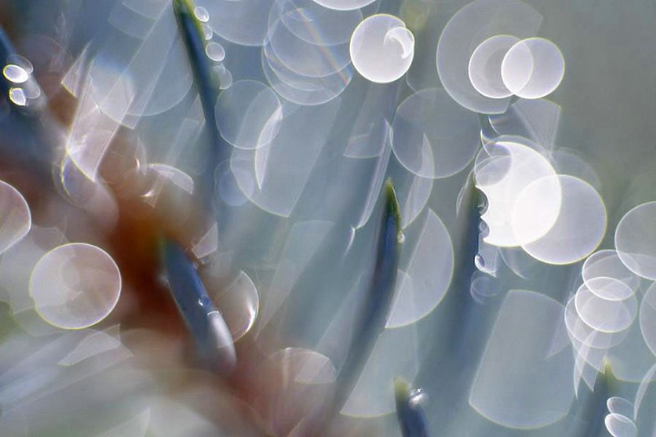 Pine Needles With Dew...