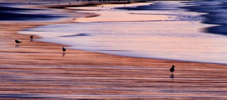 Birds on Long beach