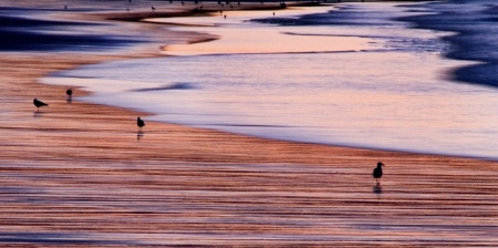 Birds on Long beach