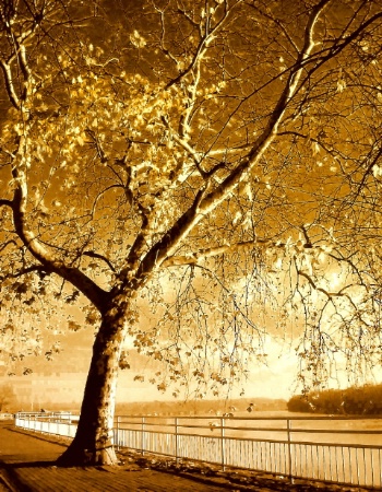 Golden tree