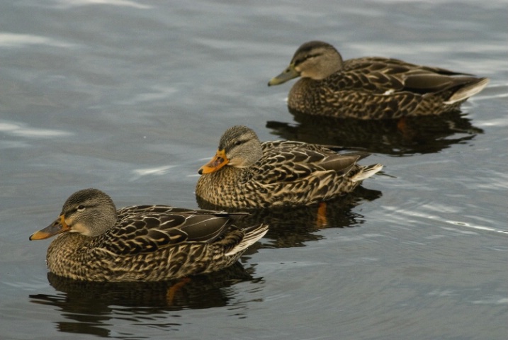 Three ducks in an overcast day