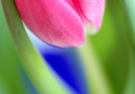 Colourful Tulip