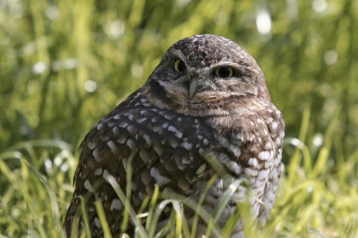 Owl2