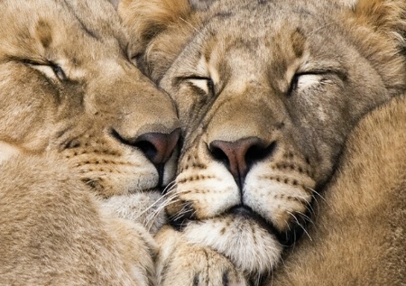 Sleepy Lions