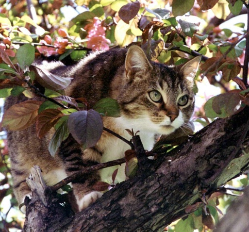 Tabby (1994)