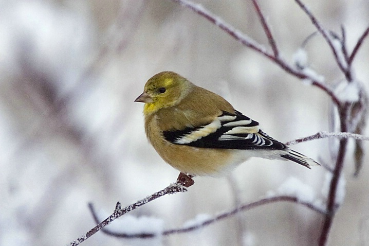 American Goldfinch in Winter Plumage - ID: 3269821 © John Tubbs