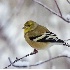 2American Goldfinch in Winter Plumage - ID: 3269821 © John Tubbs