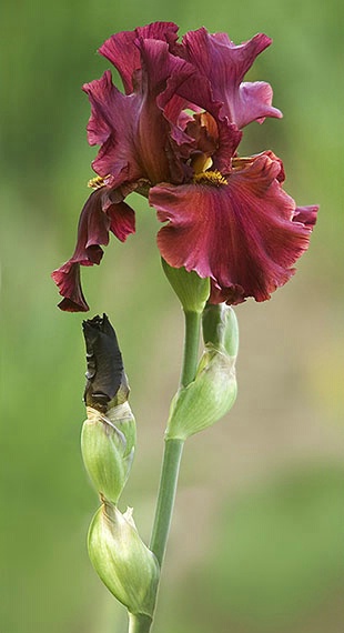 Burgundy iris