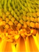 Sunflower Details
