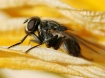 Fly