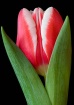 A Perfect Tulip