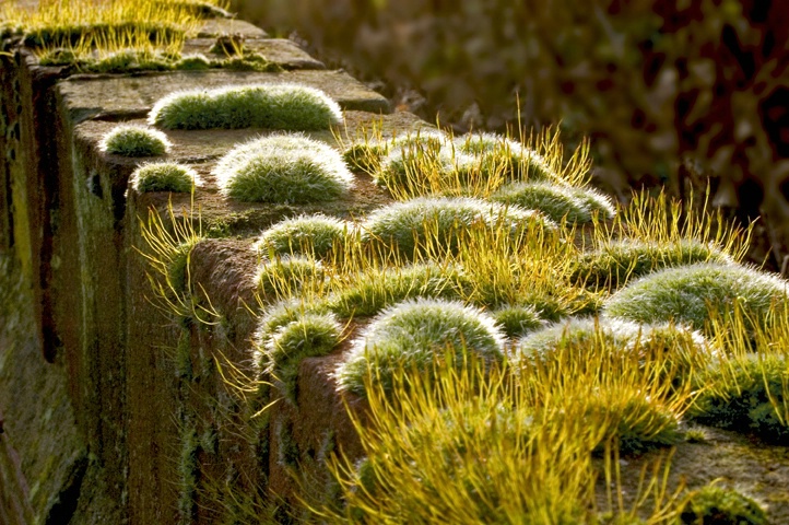 Just another moss on the wall 