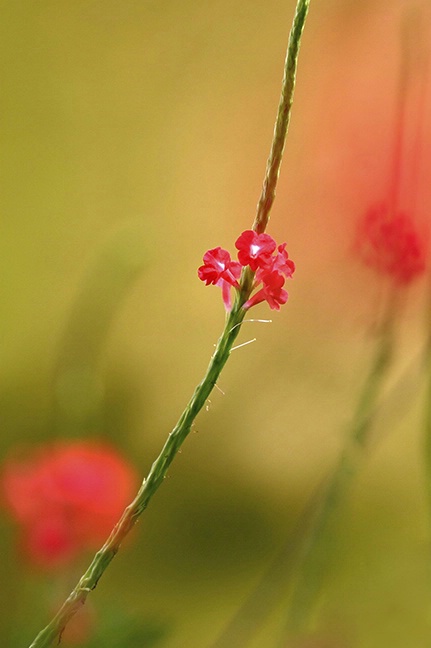 Red Porterflower - ID: 3275664 © Jeff Gwynne