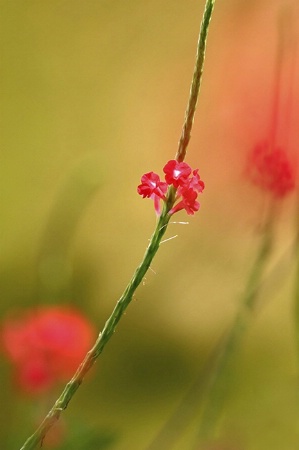 Red Porterflower