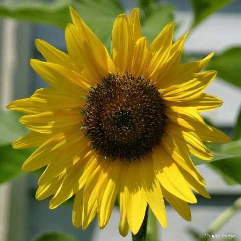 Sunflower