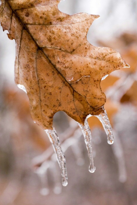 icy oak leaf - ID: 3277959 © Sibylle Basel