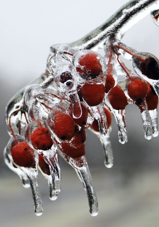 Iced Crab Apples