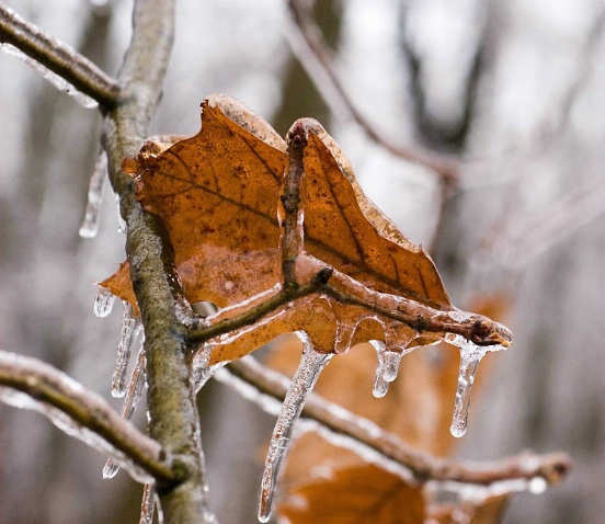 icy oaks - ID: 3280193 © Sibylle Basel