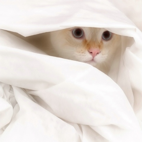 UnderCover Kitty....