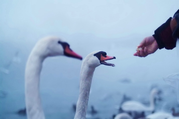 Man and his swan