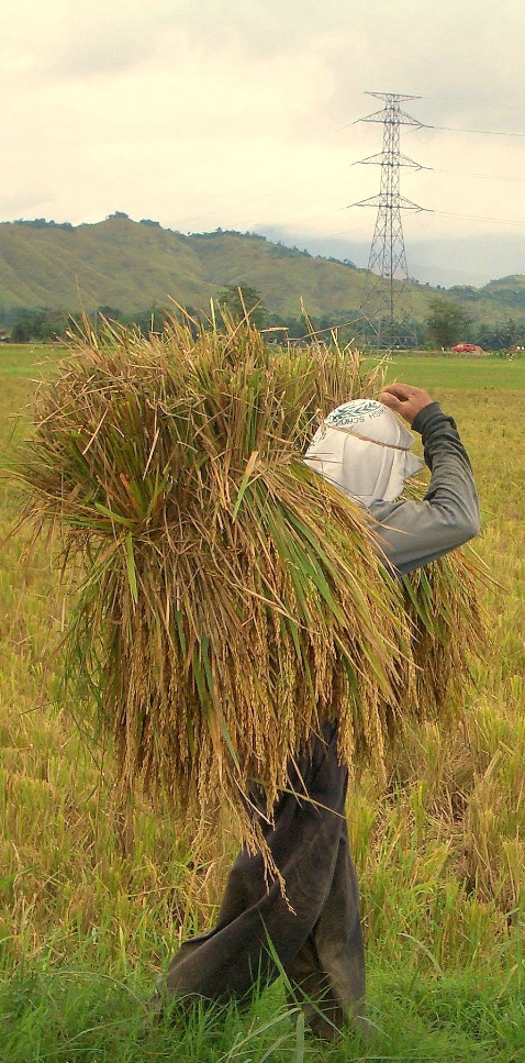 THE RICE HARVESTER