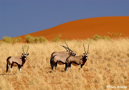 Namib colors