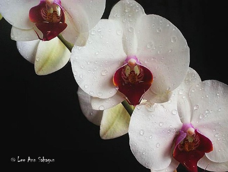 Orchid Flowers