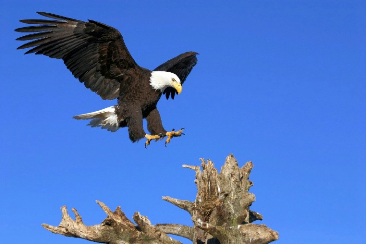 Clear  to land