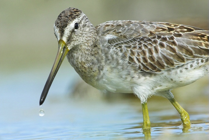 Lesser Yellow Legs