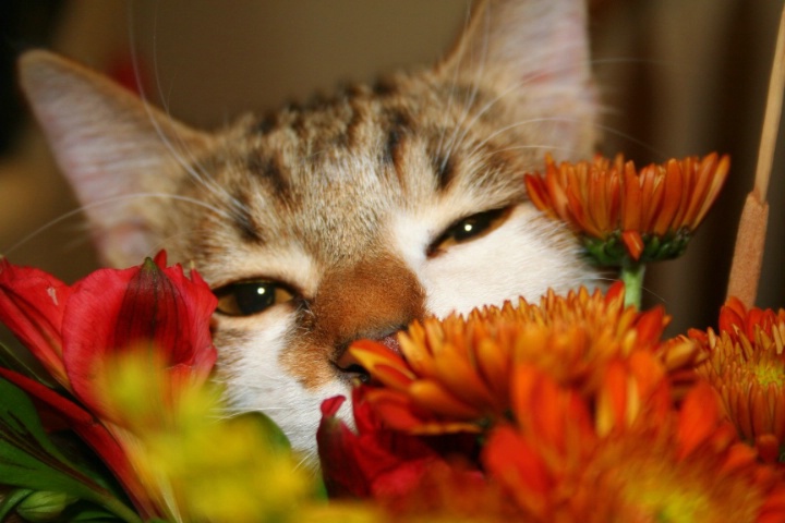 Smelling the Flowers