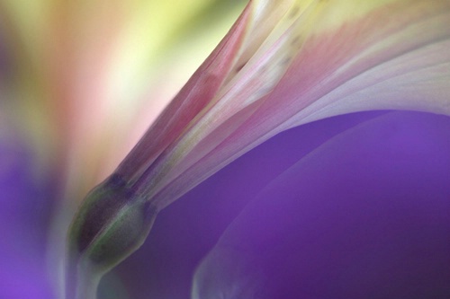 Lily through purple flowers.  105mm macro lens at  - ID: 3285920 © Sandra M. Shenk