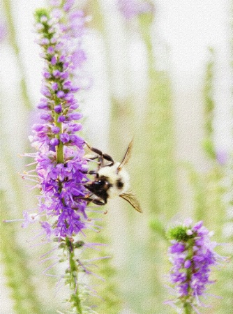 Bee on Speedwell Flower