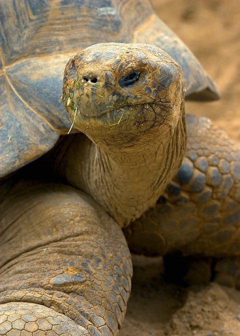 San Diego Tortoise