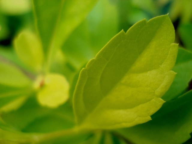 Ganesha Leaf