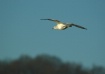 Wings Aloft