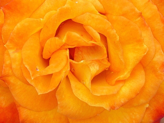 Wet Rose - ID: 3290952 © Nichole Gonzalez