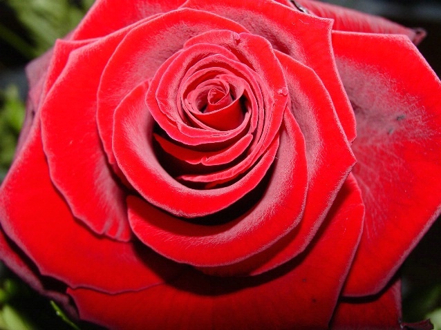 Velvet Rose - ID: 3290953 © Nichole Gonzalez