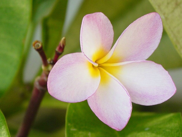 Plumeria - ID: 3290958 © Nichole Gonzalez