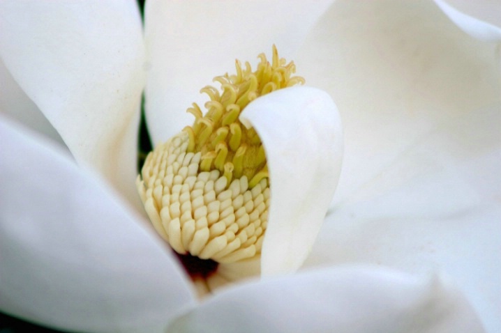 White Magnolia - ID: 3291047 © Raven Schwan-Noble
